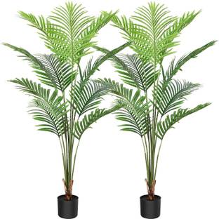 Bijaya Online Store Areca Palm