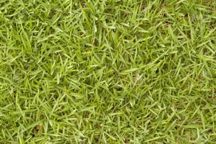 Kapebonavista Cynodon dactylon durba Grass, it is a durba grass not a seed Seed