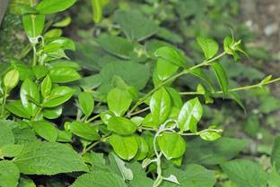 Kapebonavista gymnema sylvestre gudumari plant, it is a plant not a seed Seed