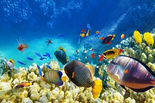 PRINTHUBS 30.48 cm Under Water Fishes Natural Poster for Room Home Wall Décor (Size 12x18 Inch)S43 Self Adhesive Sticker
