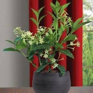 MagicQueen Night Bloom Jasmine Plant