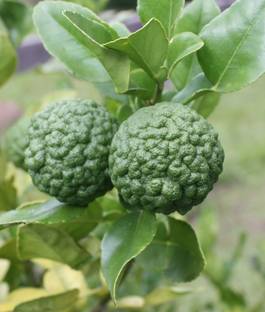 FasonGreen Lemon Plant