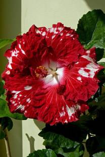 FasonGreen Hibiscus Plant