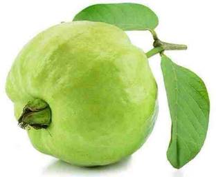 Plants Heaven Guava Plant