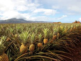 PB MANDRIA PLANT Pine Apple Plant