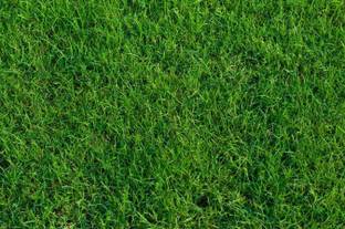 LYRS Common Garden Lawn Grass Dhoop Ghas Seed For Planting - 200 Seed
