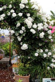 NooElec Seeds India White Creeper Rose Flower Seeds For Home Garden, Pack of 25 Seed