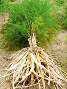 Click to purchase Asparagus Plant