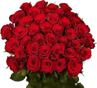 Ugalo Rose Plant