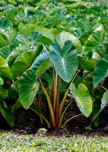 PB MANDRIA PLANT Kiwi Plant