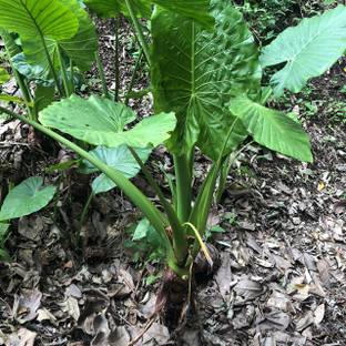 PB MANDRIA PLANT Kiwi Plant