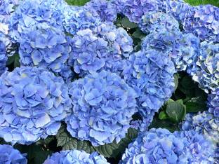 Jevik Royal Blue Hydrangea Seed
