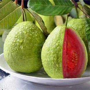 Heaven Of Saplings Guava Plant