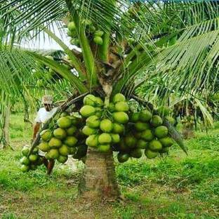 FSK Coconut Plant