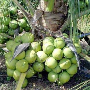 LaughEarth Coconut Plant