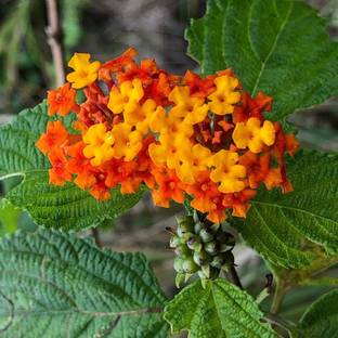 EliteGreen Lantana Plant