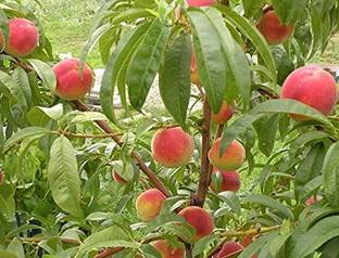 KANAYA Peach Fruit (Aadu) Fruit Seed