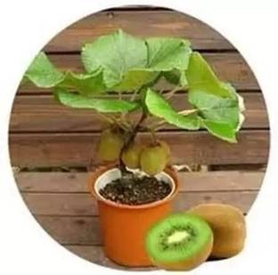 Chalisa Kiwi Seed