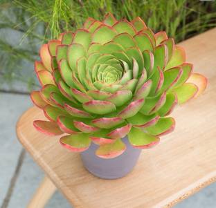 Srushtitraders x Semponium ‘Diamond’ succulent Seed