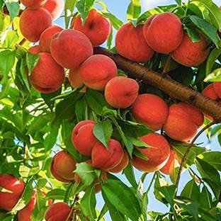 KANAYA Peach Aadu Fruit Seed