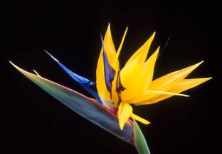 srdewan Bird of Paradise Plant