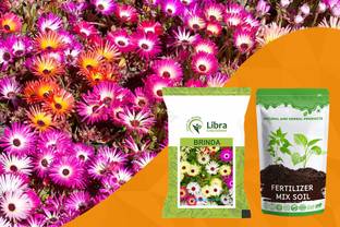 NATURAL AND HERBAL PRODUCTS Livingstone Daisy Seeds for Home Garden | Flower | Farming | Hybrid | Terrace Seed