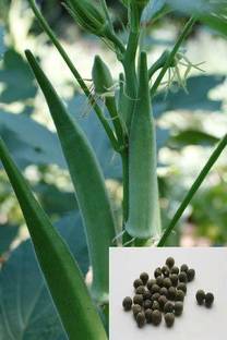 MondalNursery Ladies Finger/Bhindi Seed