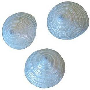 Akshayshree Sales Small Moti Sankh [Pack 1] (3 pcs) Height 2-3cm Decorative Shankh
