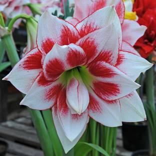 planthouse Lily Plant
