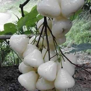 HERBALISM White Jamun Seed