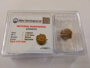 डिवाइन रुद्र एंड एस्ट्रो वास्तु Ganesh Rudraksha Seed लकड़ी