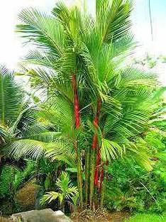 FasanGreen Areca Palm