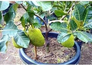 JD DAS AND SONS PLANTS Jack Fruit Plant