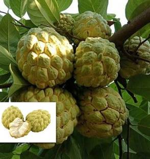 Ariya Custard Apple Plant