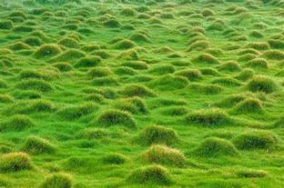 syed garden Korean Grass seed zoysia grass, lawn Grass Seed