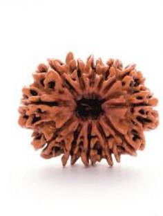 RATAN BAZAAR Natural Gem 21 Mukhi Rudraksha Wood