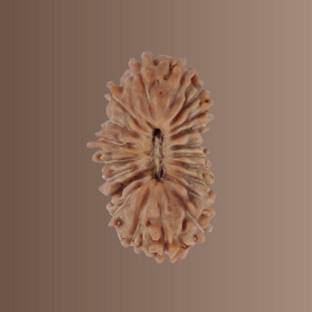 RATAN BAZAAR Natural & Certified 21 Mukhi Rudraksha for Men Wood