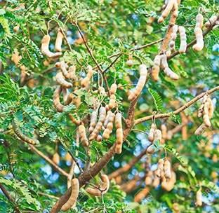 Cloud Farm Tamarind Plant