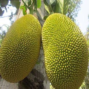 Chamunda Greens Jack Fruit Plant