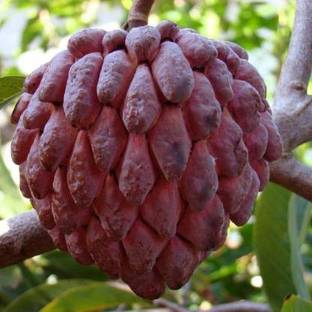 Ariya Custard Apple Plant
