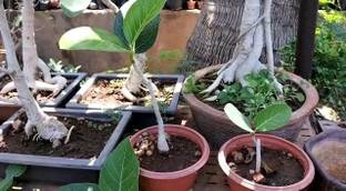 Chamunda Greens Ficus Bonsai Plant