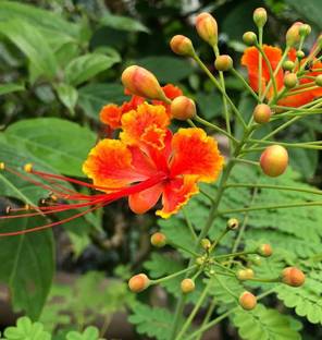 Padmavati Gular/Cluster Fig Plant