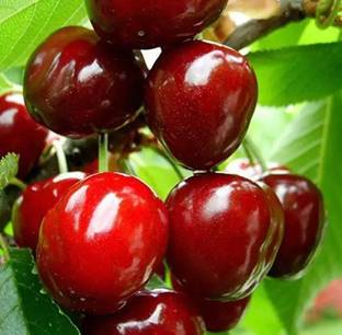 MAA Cherry, Sweet Cherry Seed
