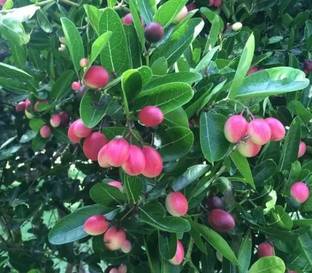 Chalisa Cherry, Sweet Cherry Seed