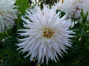 Ilyas dahlia daliya seed dlhya flower dahliya flower seed Seed