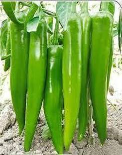 Profound Pepper Chilli Long Achari (Standard) pack of 200 seeds Seed