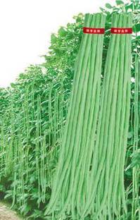 Beej Wala Yard Long Beans, Lobia Seed