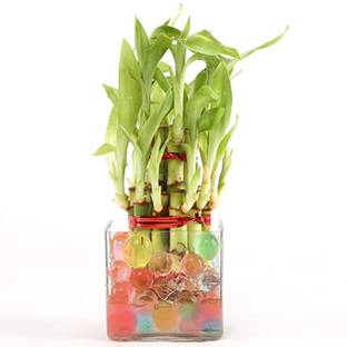 Flora Solutions Two Layer Bamboo Plant