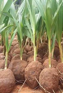 Greenhouse Stock Coconut Plant