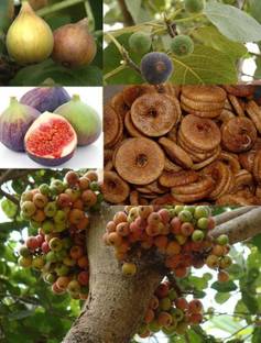 Aquinnah Gular/Cluster Fig Plant